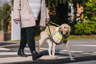 A guide dog guiding a person across a road